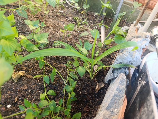 Identificação da planta Capim por foto