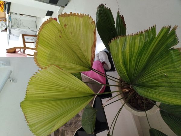 Identificação da planta Palmeira-leque por foto