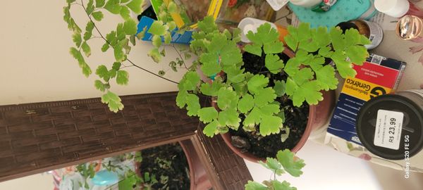 Identificação da planta Avenca por foto