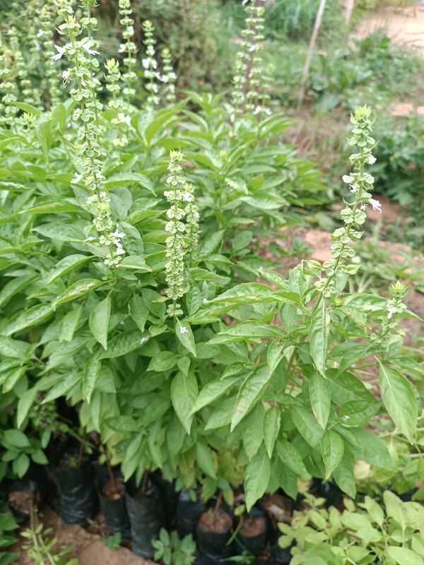 Identificação da planta Manjericão por foto