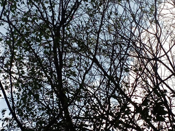 Identificação da planta Ipê-roxo por foto