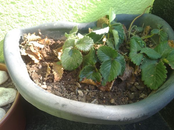 Identificação da planta morangueiro por foto