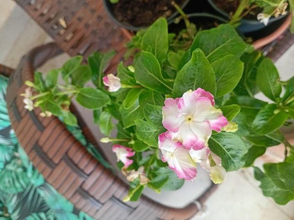 Identificação da planta Vinca por foto