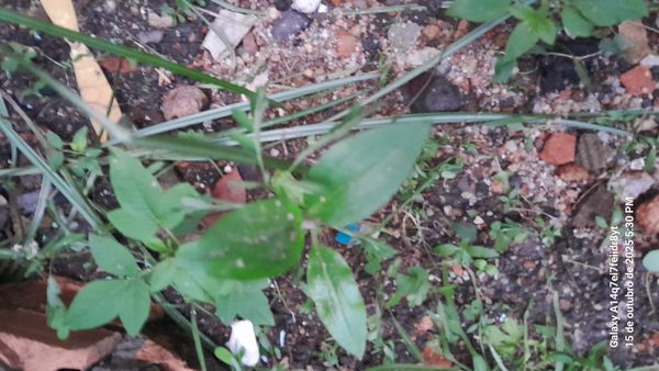 Identificação da planta Trapoeraba por foto