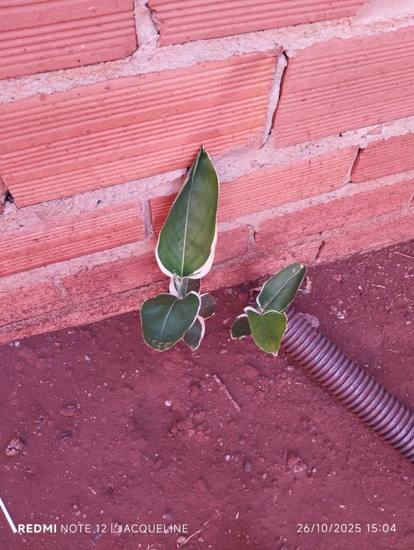 Identificação da planta Araruta por foto