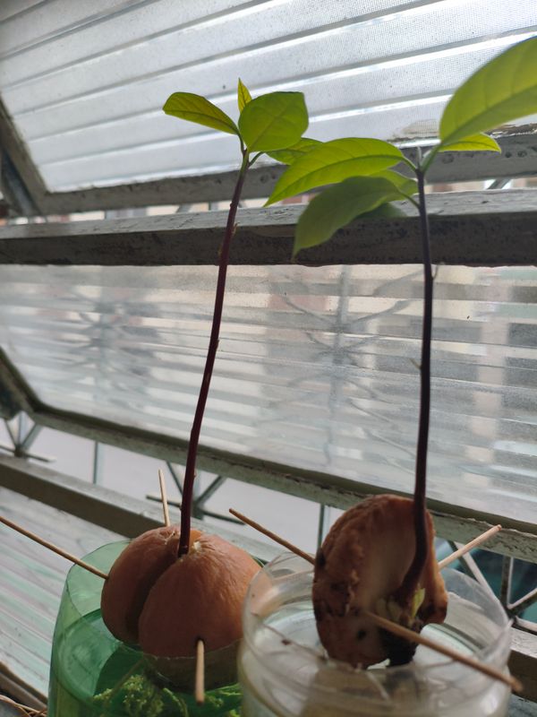 Identificação da planta Abacate por foto