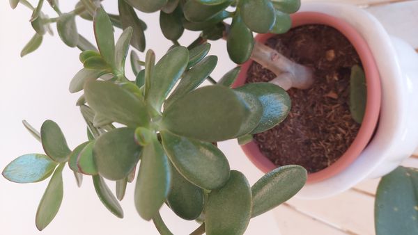 Identificação da planta Planta-jade por foto