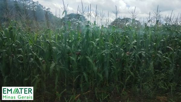 Identificação da planta Milho por foto