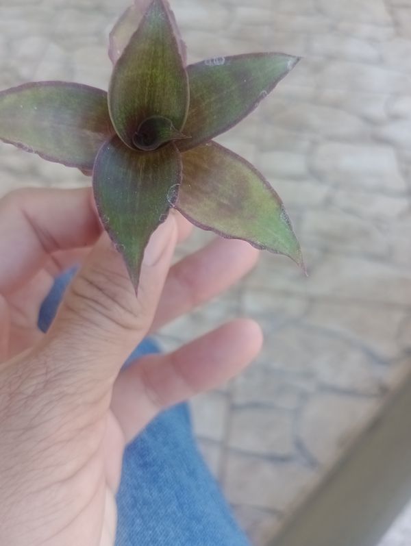 Identificação da planta Planta de cesta por foto