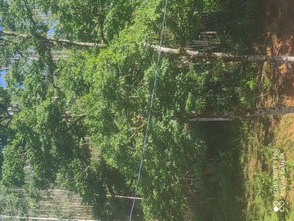 Identificação da planta Freixo por foto