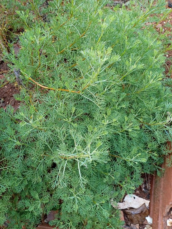 Identificação da planta Losna-branca por foto