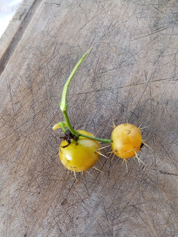 Identificação da planta Ora-pro-nóbis por foto