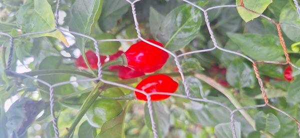 Identificação da planta Pimenta-de-cheiro por foto