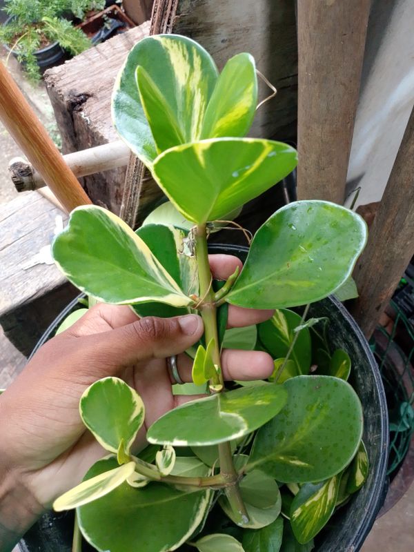 Identificação da planta Abaneiro por foto