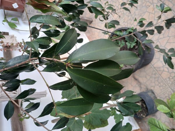 Identificação da planta Jambo carmesim por foto
