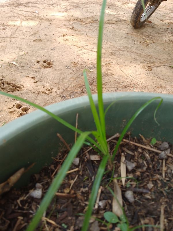 Identificação da planta Tiririca por foto