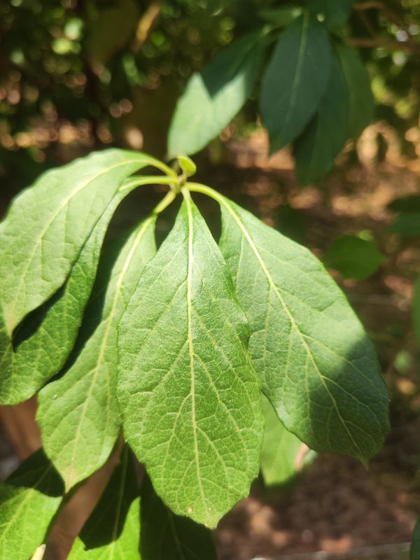 Identificação da planta BOLDO DO CHILE por foto