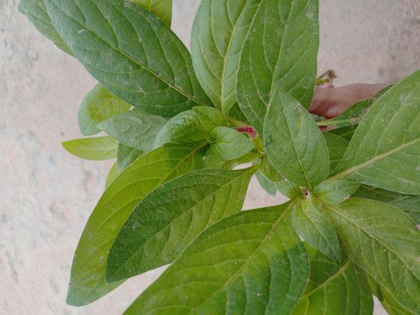 Identificação da planta Sete-sangrias por foto
