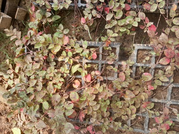 Identificação da planta Coração-de-maria por foto