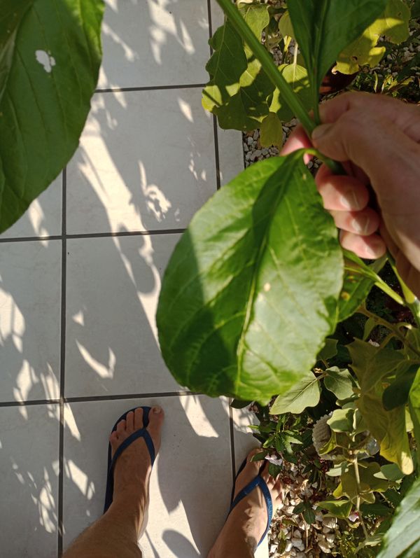 Identificação da planta Desconhecido por foto