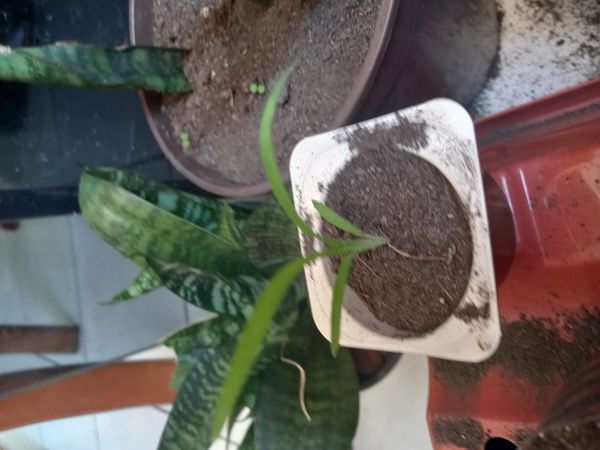 Identificação da planta Espada de São Jorge por foto