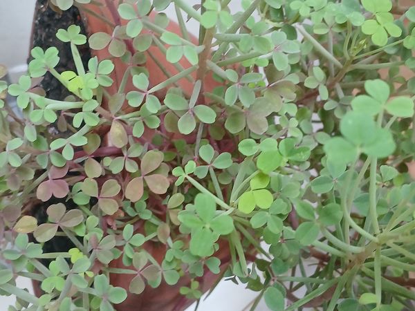 Identificação da planta Desconhecido por foto