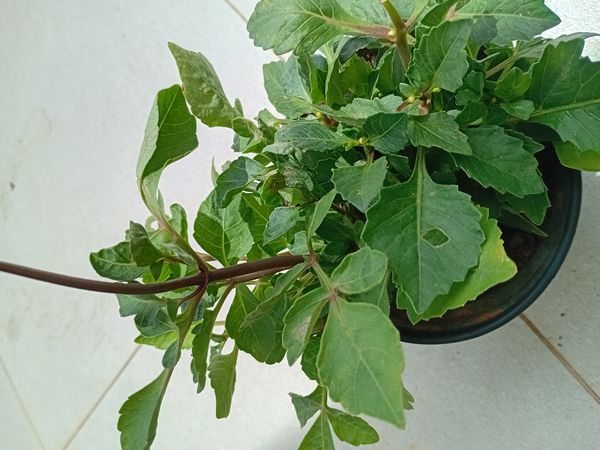 Identificação da planta Dália por foto