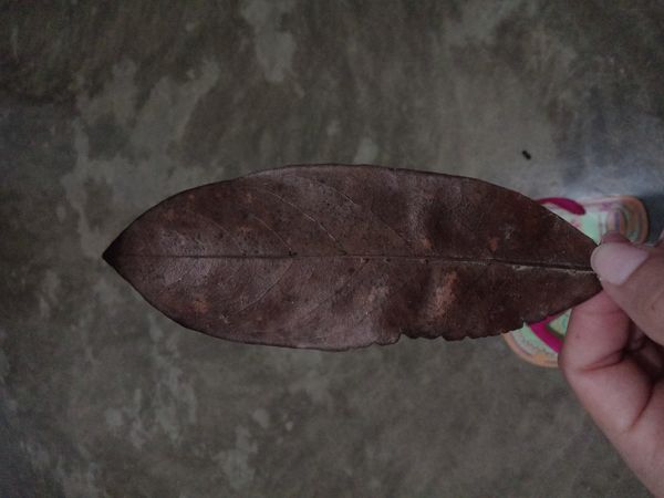 Identificação da planta Sem nome popular registrado no Brasil por foto