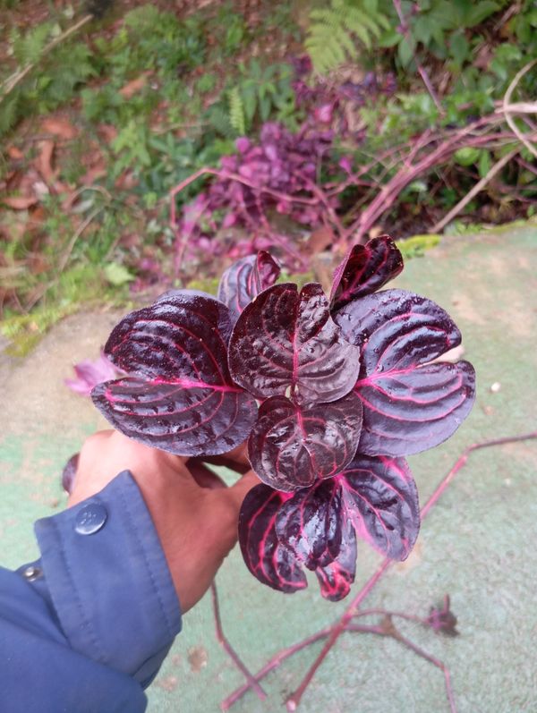 Identificação da planta Bredinho-difuso por foto