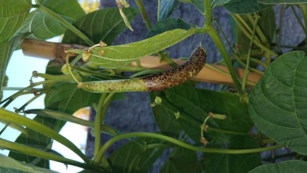 Identificação da planta Feijão por foto