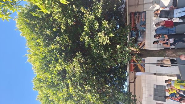 Identificação da planta Oiti por foto