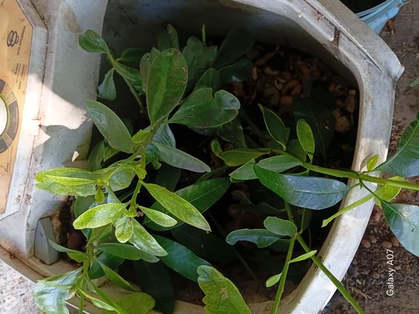 Identificação da planta Bredo-de-jardim por foto