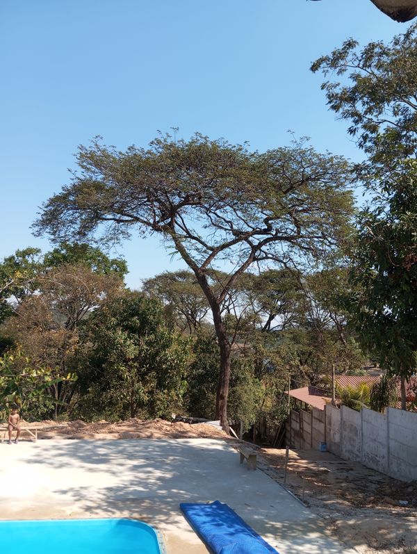 Identificação da planta Umbila por foto