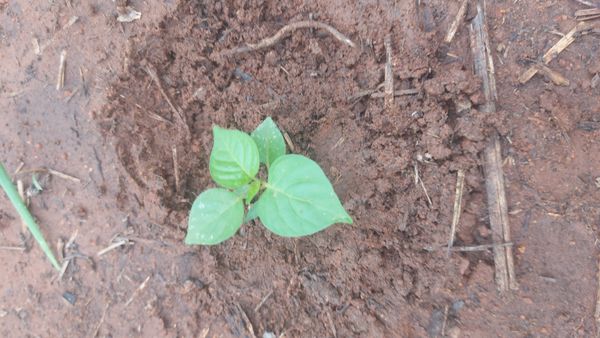 Identificação da planta Rabo-de-gato por foto