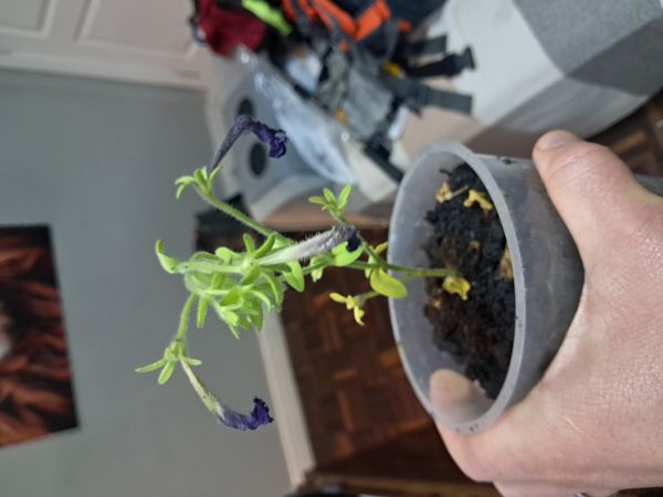 Identificação da planta Petunia por foto