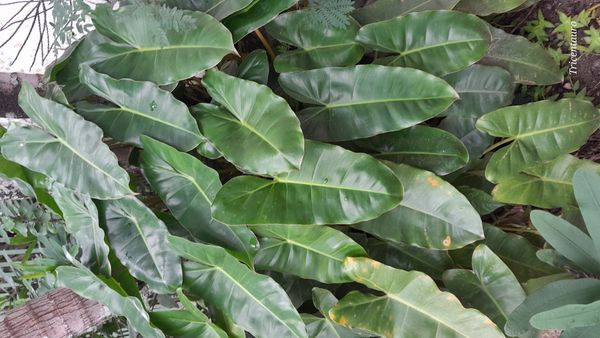 Identificação da planta Imbé por foto