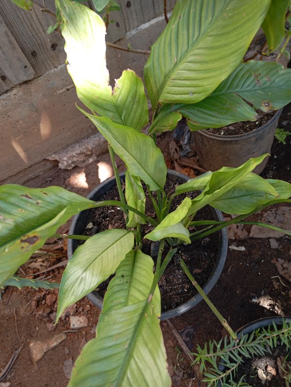 Identificação da planta Lírio da paz por foto