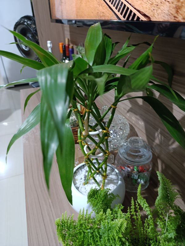 Identificação da planta Bambu da Sorte por foto