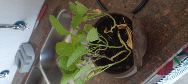 Identificação da planta Nabo-bravo por foto