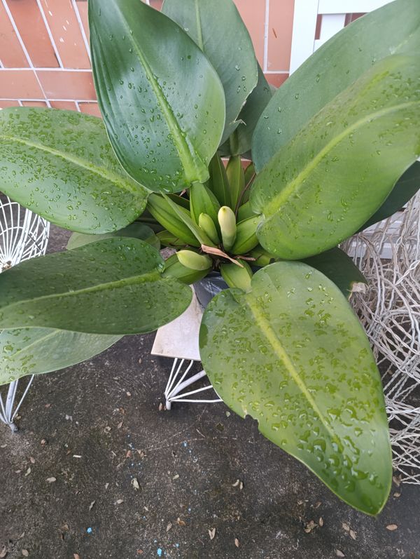 Identificação da planta Pacová por foto