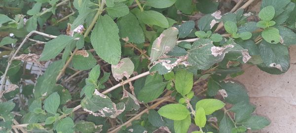 Identificação da planta Cidreira por foto