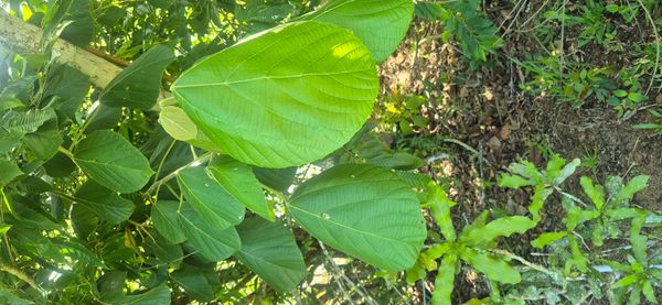 Identificação da planta Tanheiro por foto