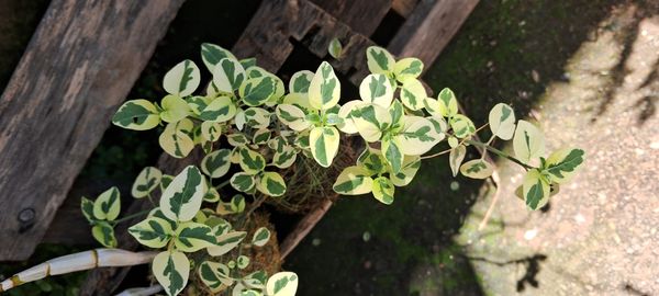 Identificação da planta Evônimo por foto