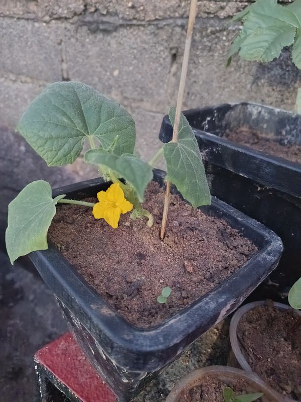 Identificação da planta Pepino por foto