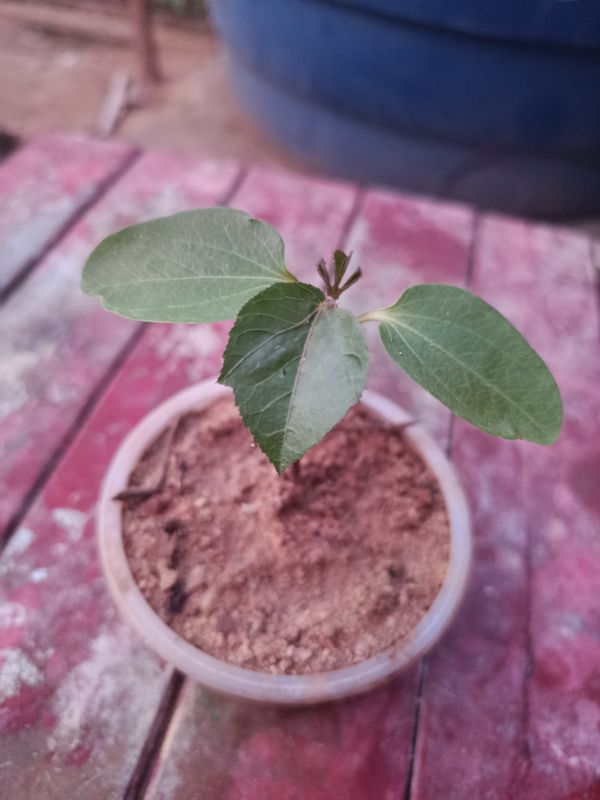 Identificação da planta Maracujá por foto