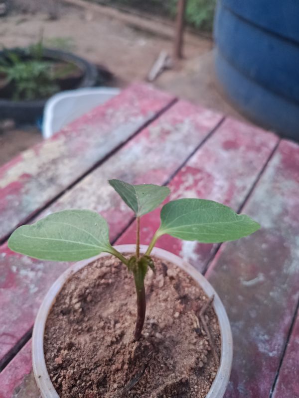 Identificação da planta Mini girassol por foto