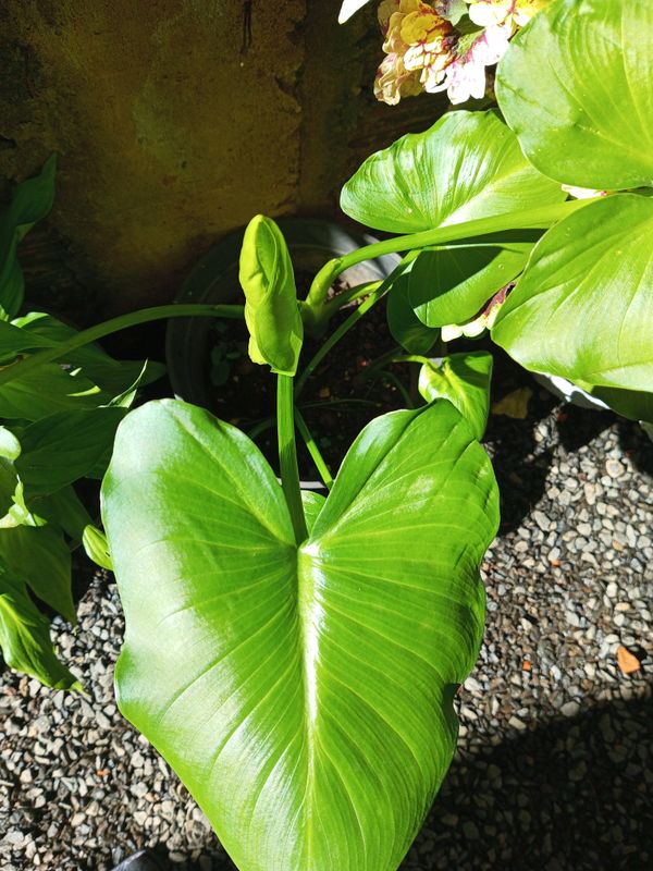 Identificação da planta Copo-de-leite por foto