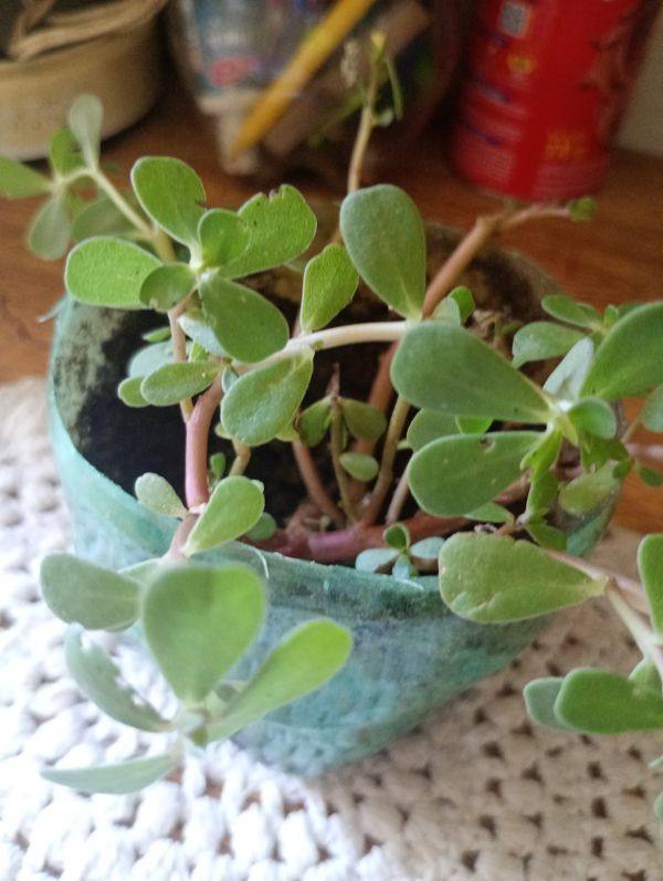 Identificação da planta Onze Horas por foto