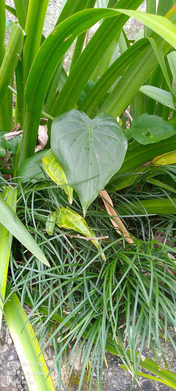 Identificação da planta Orelha de Elefante por foto