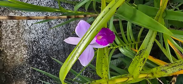 Identificação da planta Orquídea-bambu por foto